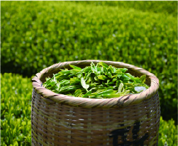 Accumulated Tea Wisdom